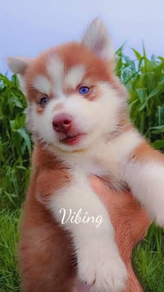 Husky
