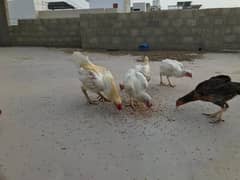 Heera Aseel