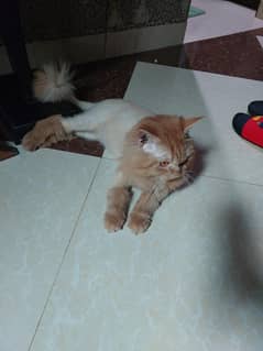 male cat