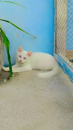 Persian White Blue Eyes Kittens Available