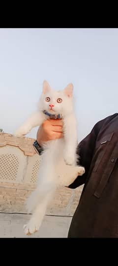 Persian