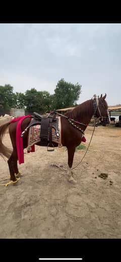 Horse