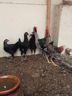 Desi hens available for sell