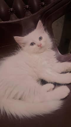 Golden eyes kittens