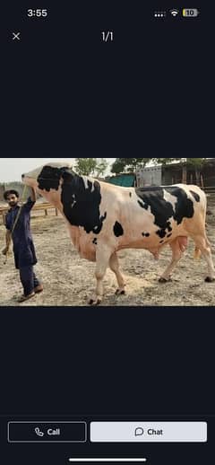 Breeder Bull Fresian Cross
