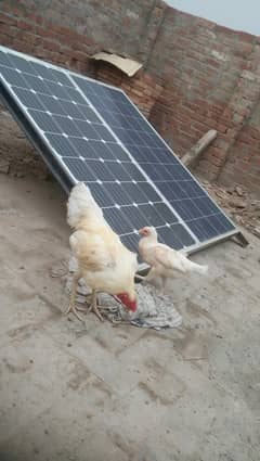 Aseel pair healthy and active