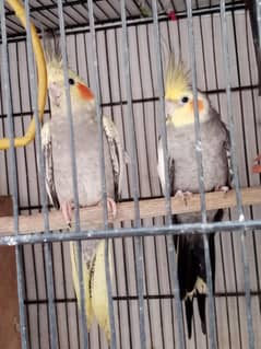 Cocktail adult pair
