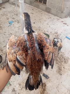 high quality aseel murghi patthi