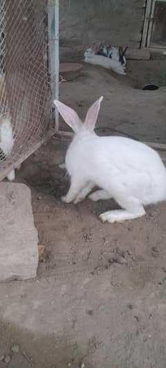 newzeland white