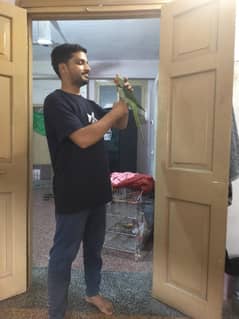 phari Kashmiri tota