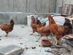 fancy hen