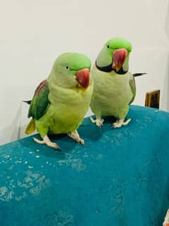 raw parrot