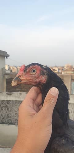 pure mushki aseel