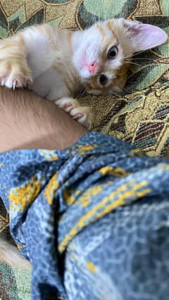 KITTEN