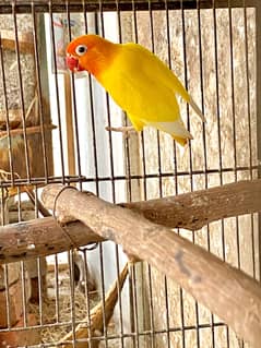 Lutino Personata possible split red eye male