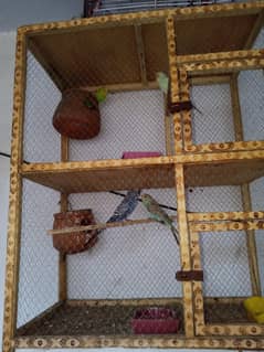 parot  plus cage  for sale