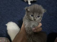 New baby