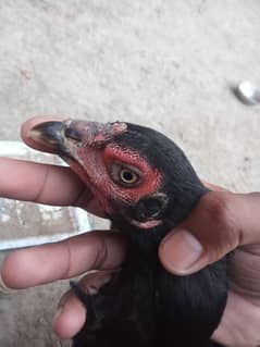 pure black shamoo garmen breed imported jora