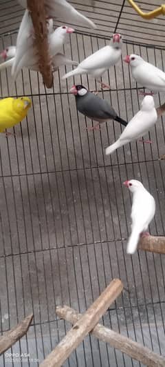 white and gray Java breeder and budgries pair for sale