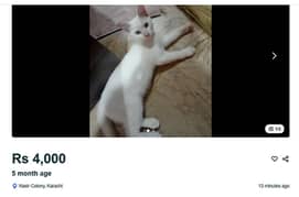 other cat
