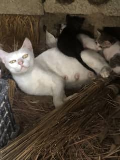 Beautiful male cate