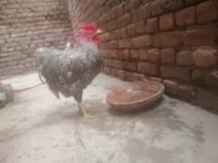 barred rock a American breed
