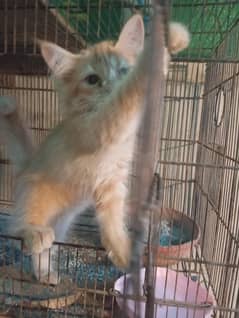 2 months old persion kitten