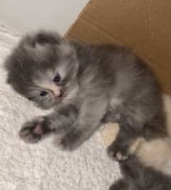 Pure persian punch.