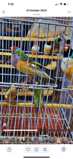 Lady Gouldian