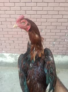 lakha aseel