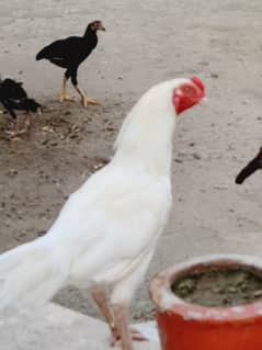 Mianwali Heera Aseel eggs for sale