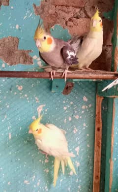Cockatiel Red Eyes Parrot For Sale 1 Male 3 Female