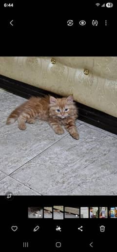 Persian Male kitten brown healthy and Playful