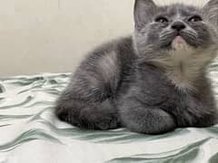 Beautiful Cat for Sale – Healthy & Playful