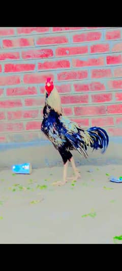 Aseel pair for sale Mia wali murgha or shamoo cross murghi