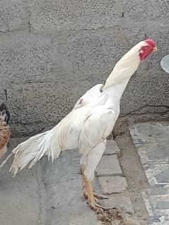 Indian parrot beak for sale 0321 5514754