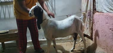 beautiful Bakri
