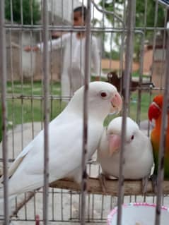 lovebirds