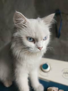 Persian cat for sale