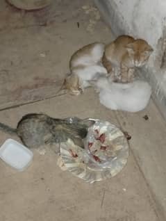 FRANCE CATS FOR SALE