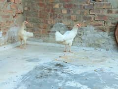 Heera Madi For Sale