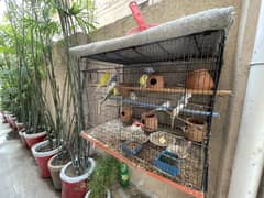 Large Cage with Healthy Birds for Sale!