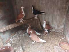 sharaz pair