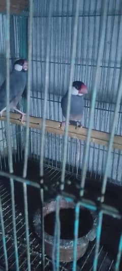 nice parrot