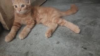 Persian kittens