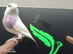 silver goldian male, yuro finches