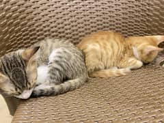 Tabby Cats