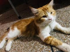 persion cat