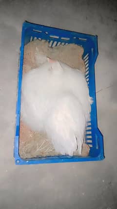 Hen, white heavy buff