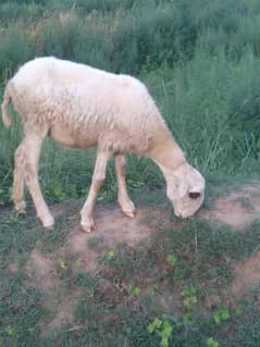dumi for sale